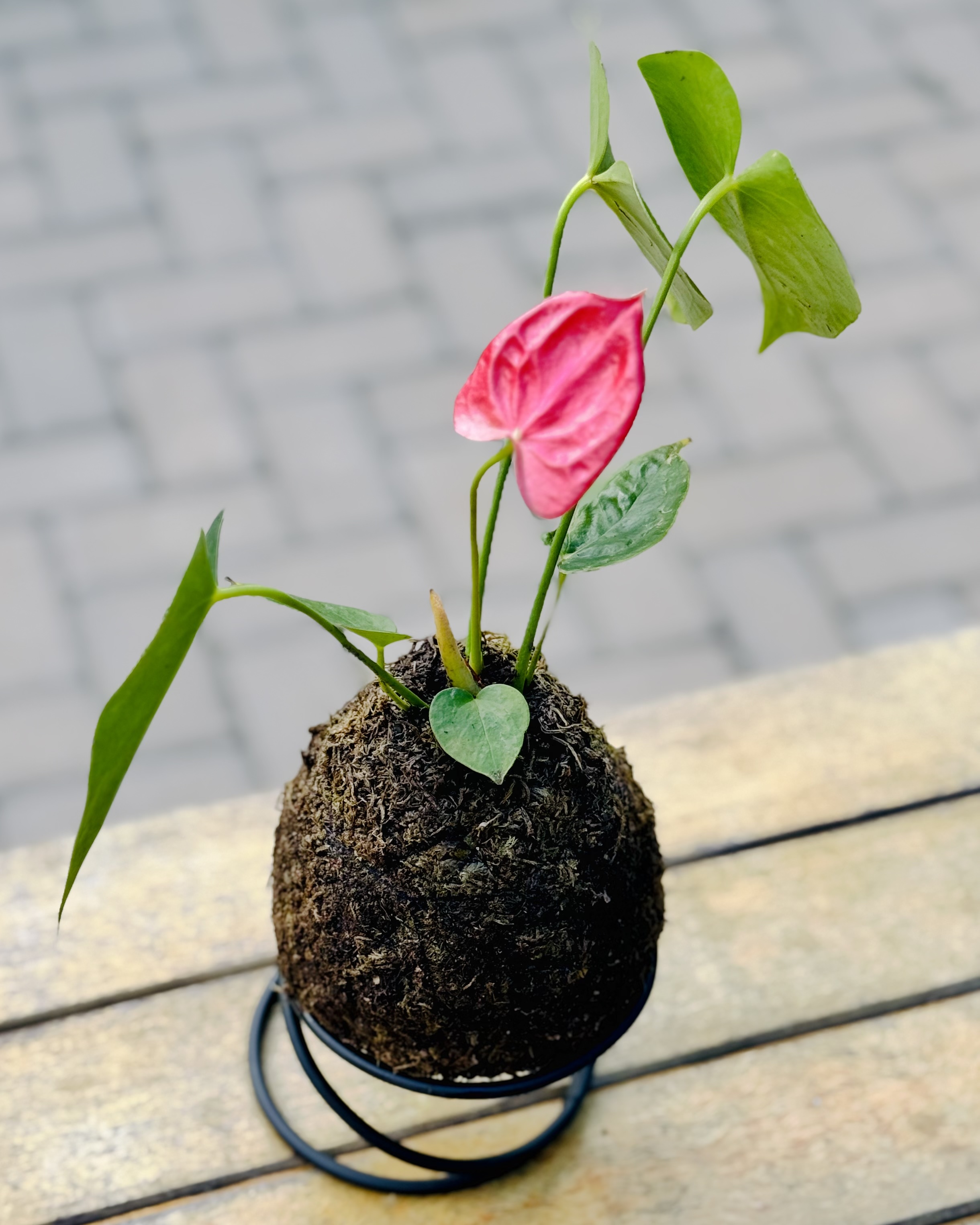 Kokedama de antúrio — esfera de musgo com flor rosa