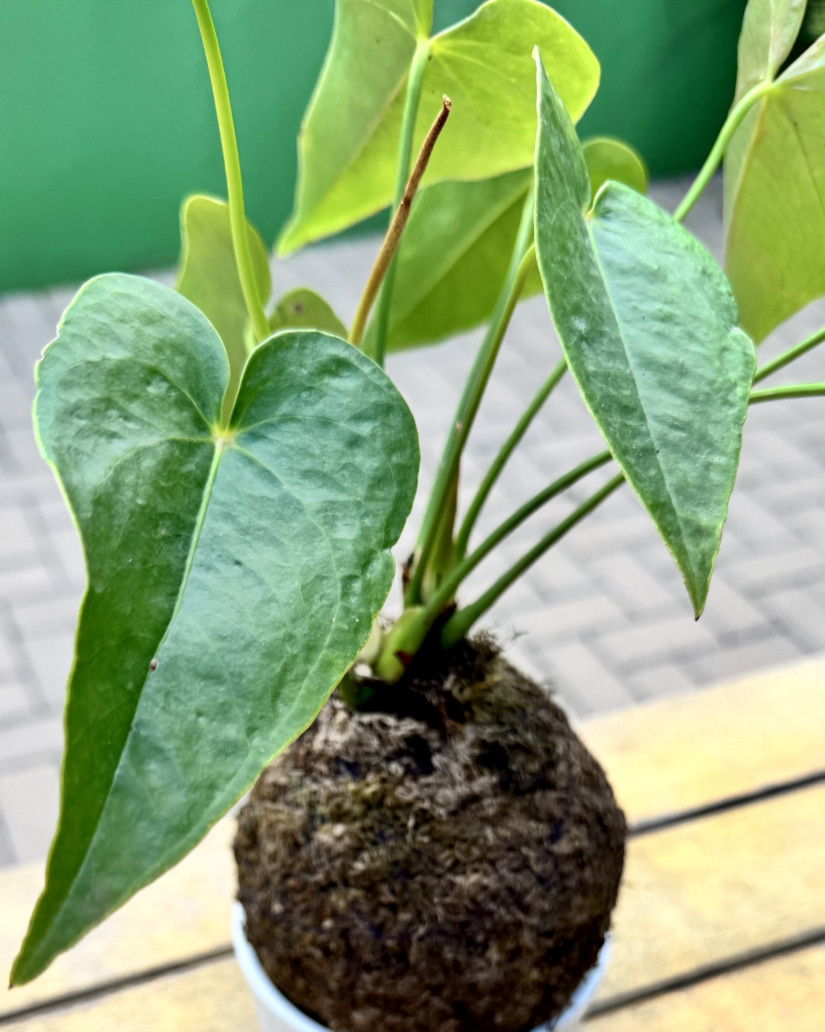Kokedama de antúrio com folhas verdes em formato de coração