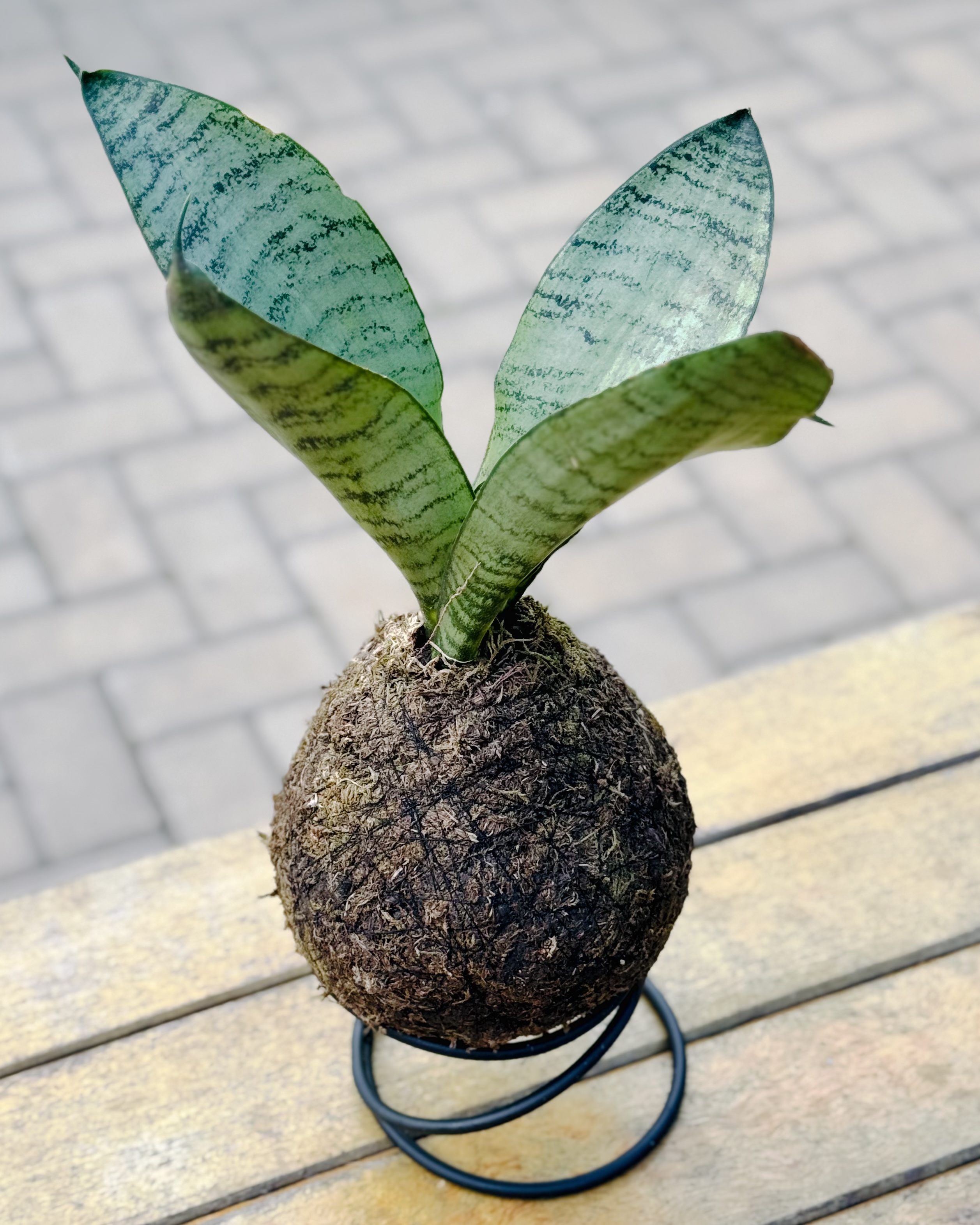 Kokedama de espada-de-são-jorge sobre suporte metálico