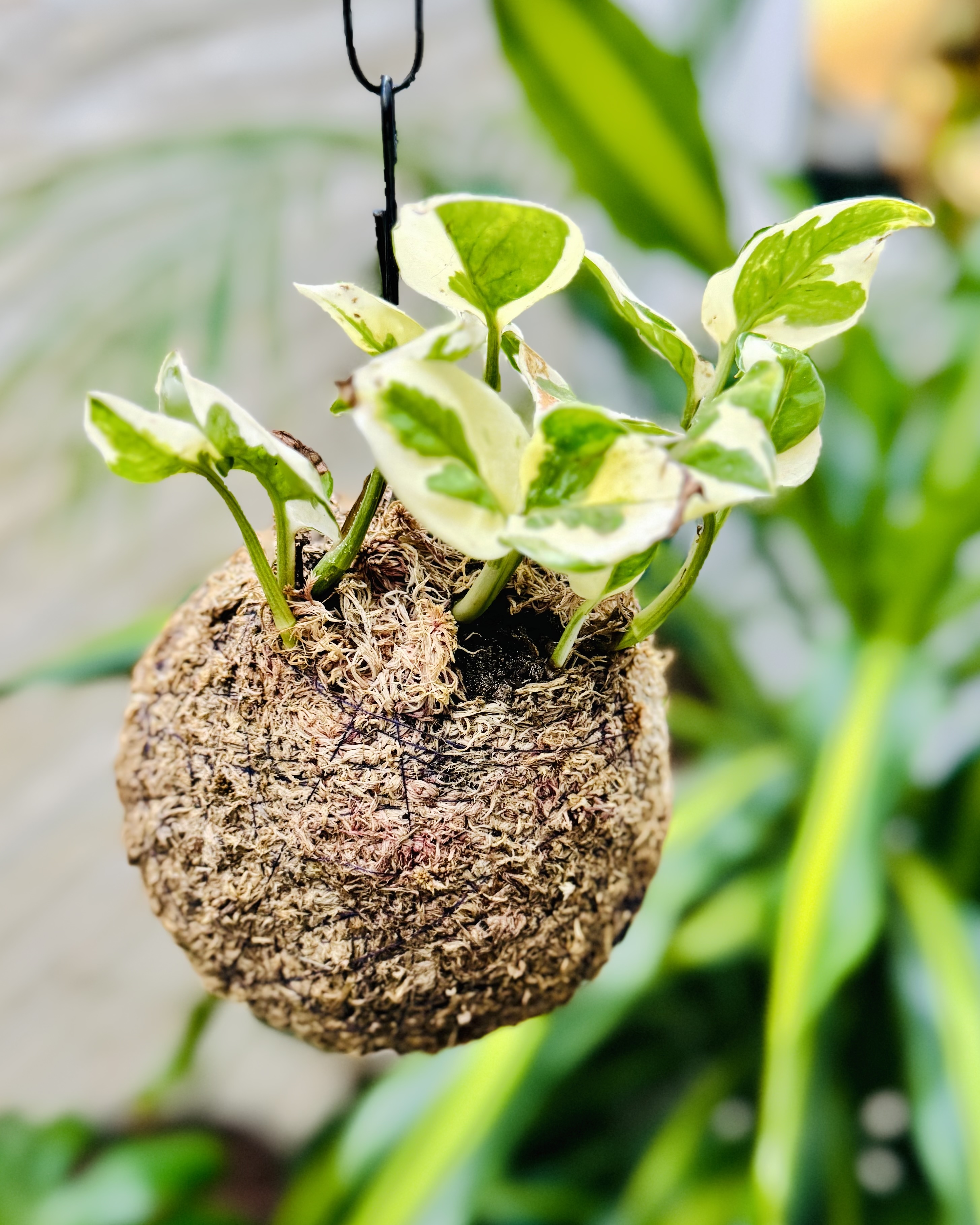 Kokedama pendente de jiboia com folhas variegatas
