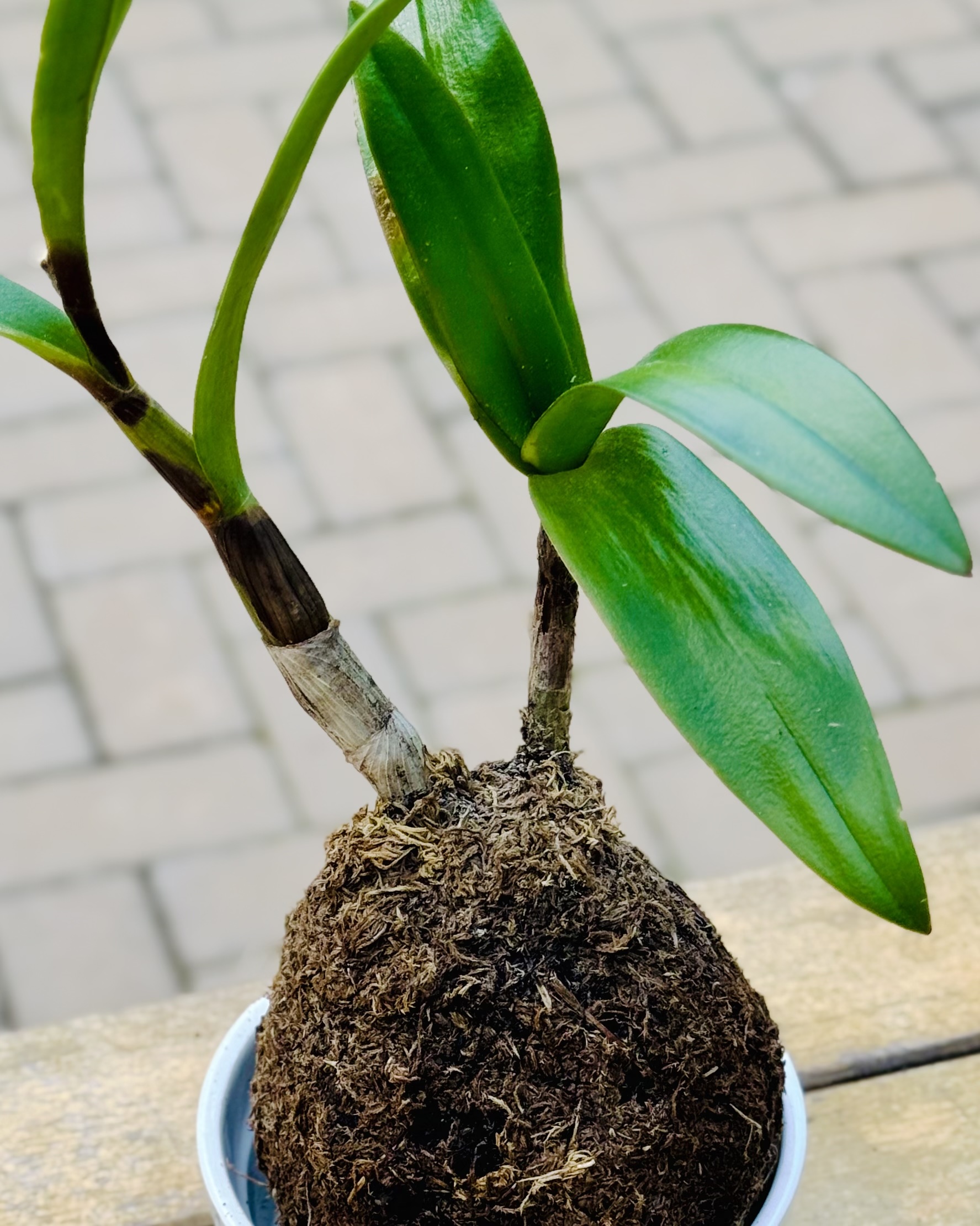Kokedama de orquídea com raízes envolvidas em musgo